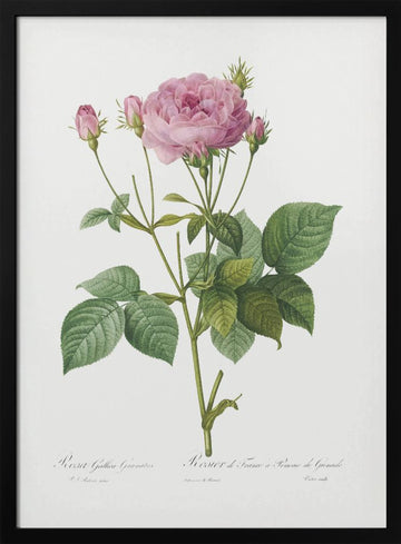Rosa Gallica Granules, Les Roses (1817–1824) | Poster - Black Metal Frame Interior