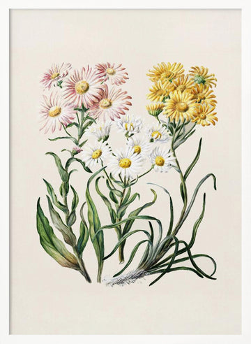 New Zealand Snow Groundsels Drawn By Featon (1848–1927) | Poster - White Frame Interior