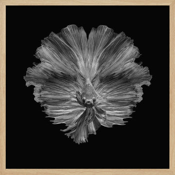 Graceful Betta Portrait | Poster - Wood Frame Interior