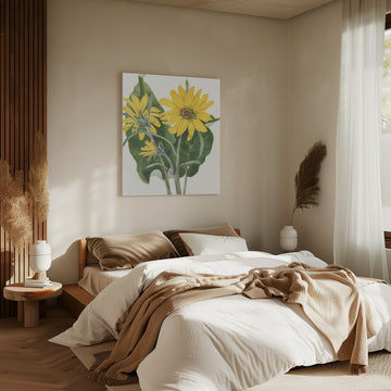 Balsamroot From North American Wildflowers (1925) By Mary Vaux Walcott | Canvas - Room Interior 2