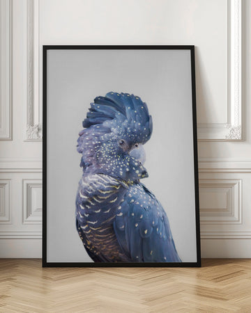 Black Cockatoo | Poster - Room Interior 1