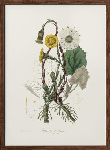 Coltsfoot (tussilago Farfara)  Medical Botany | Poster - Walnut Frame Interior