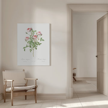 Burgundian Rose, Les Roses (1817–1824) | Canvas - Room Interior 1