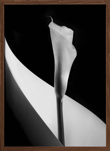 Elegant Calla Lily | Poster - Walnut Frame Interior