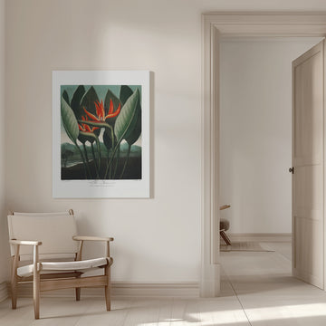 The Queen–Plant from The Temple of Flora (1807) | Canvas - Room Interior 1