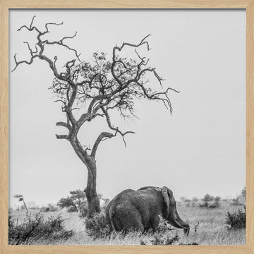 African Elephant Lone Tree | Poster - Wood Frame Interior