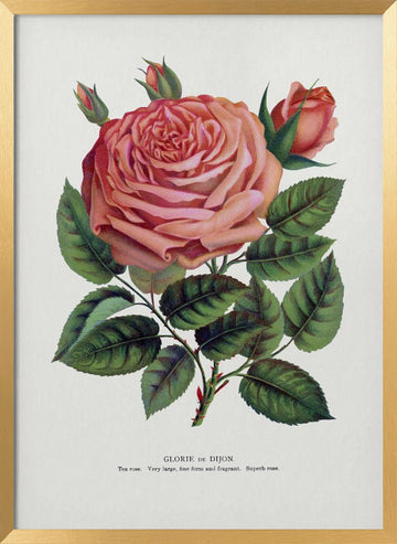 Pink Rose, Glorie De Dijon Lithograph | Poster - Gold Frame Interior