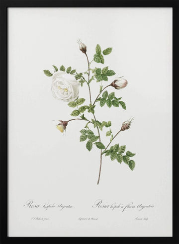 Silver Flowered Hispid Rose, Les Roses (1817–1824) | Poster - Black Metal Frame Interior