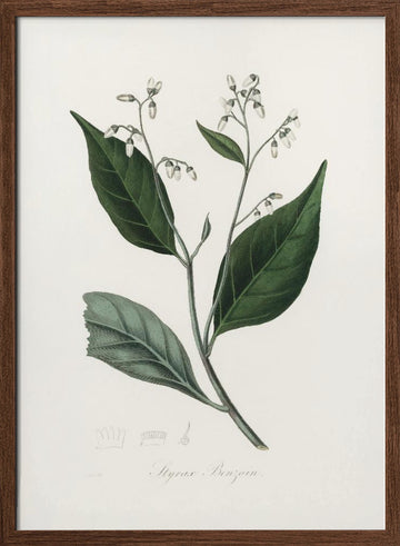 Gum Benjamin Tree (styrax Benzoin Medical Botany | Poster - Walnut Frame Interior