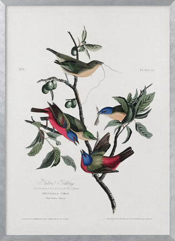Painted Finch From Birds of America (1827) | Poster - Silver Frame Interior