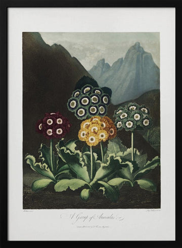 A Group of Auriculas from The Temple of Flora (1807) | Poster - Black Metal Frame Interior