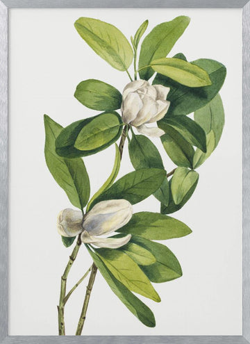 Swamp Magnolia (1918) | Poster - Silver Frame Interior