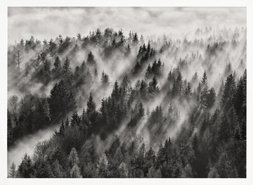 Misty Forest Light Rays | Poster - White Frame Interior