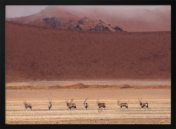 Oryx Herd Desert Dunes | Poster - Black Metal Frame Interior