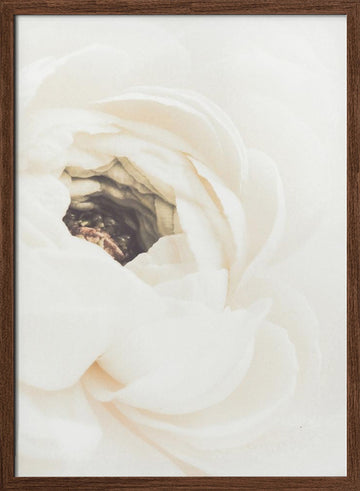 Soft White Ranunculus Bloom | Poster - Walnut Frame Interior