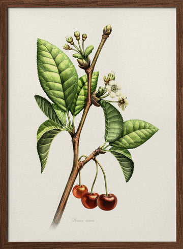 Sweet Cherry Botanical Branch | Poster - Walnut Frame Interior