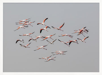 Flamingos In Flight | Poster - White Frame Interior