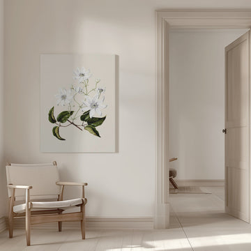Puawananga   Clematis Indivisa Drawn By Sarah Featon (1848–1927) | Canvas - Room Interior 1