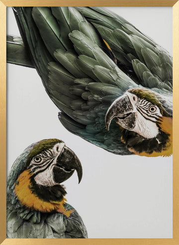 Vibrant Parrot Duo | Poster - Gold Frame Interior