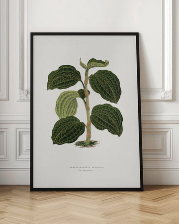 Green Anoechtochilus Setaceus Leaf Illustration | Poster - Room Interior 1