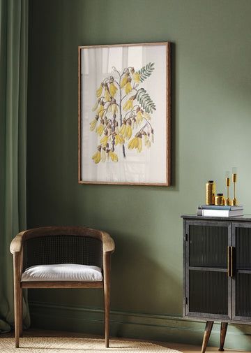 Kowhai Drawn By Sarah Featon (1848–1927) | Poster - Room Interior 2