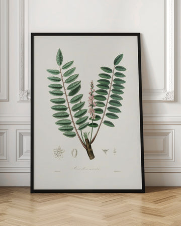 Boswellia Serrata Medical Botany | Poster - Room Interior 1