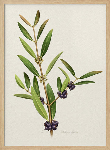 Elegant Berry Branch | Poster - Wood Frame Interior