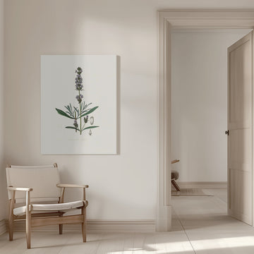 Lavender (lavandula Ipica)  Medical Botany | Canvas - Room Interior 1
