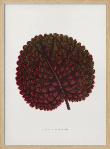 Pink Gesneria Exoniensis Leaf Illustration | Poster - Wood Frame Interior