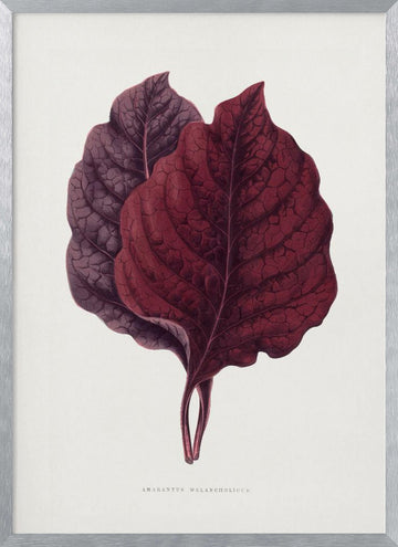 Pink Amarantus Leaf Illustration | Poster - Silver Frame Interior