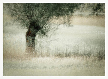 Willow | Poster - White Frame Interior