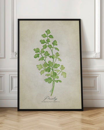 Green Parsley Botanical | Poster - Room Interior 1