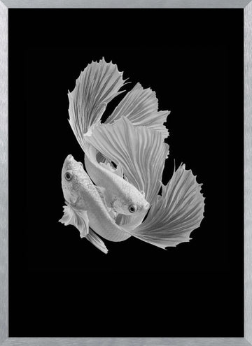 Betta Fish Dance | Poster - Silver Frame Interior