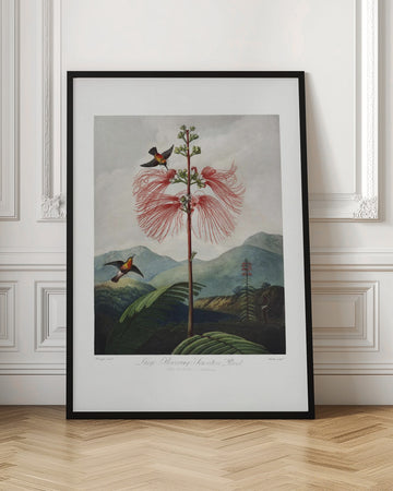 Large–Flowering Sensitive Plant from The Temple of Flora (1807) | Poster - Room Interior 1