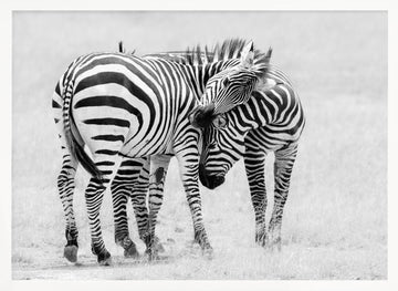 Wild Zebras Bonding | Poster - White Frame Interior