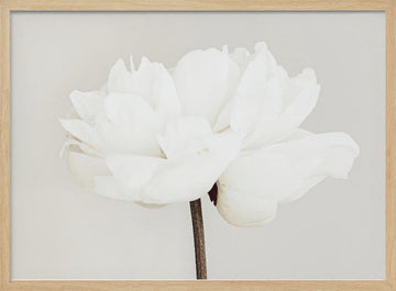White Peony Bloom | Poster - Wood Frame Interior