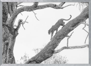 Tree Climbing Leopard | Poster - Silver Frame Interior