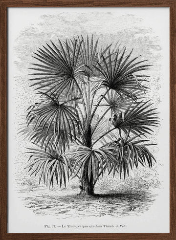 Vintage Palm Tree Drawing Xi | Poster - Walnut Frame Interior