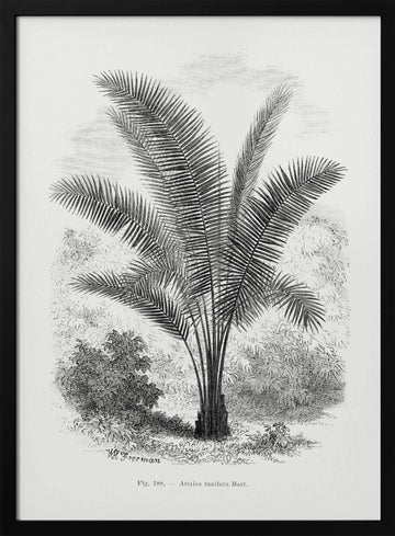 Vintage Palm Tree Drawing Vii | Poster - Black Metal Frame Interior