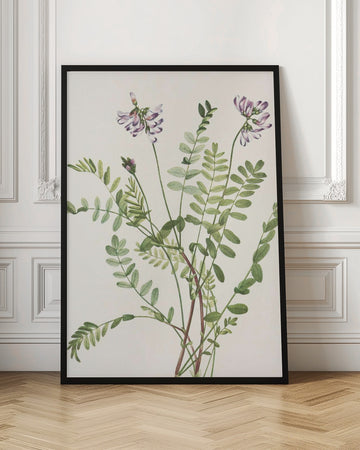 Alpine Milkvetch From North American Wildflowers (1925) By Mary Vaux Walcott | Poster - Room Interior 1