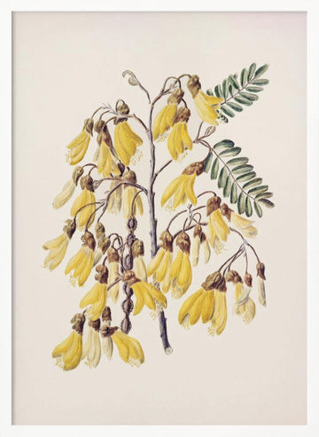 Kowhai Drawn By Sarah Featon (1848–1927) | Poster - White Frame Interior