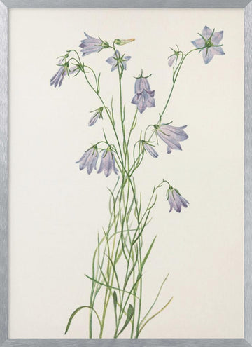 Harebell From North American Wildflowers (1925) By Mary Vaux Walcott | Poster - Silver Frame Interior