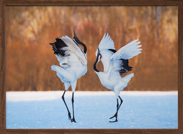 Dancing Red-crowned Cranes | Poster - Walnut Frame Interior