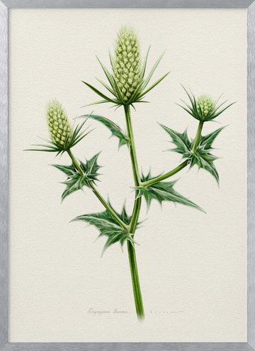 Botanical Sea Holly | Poster - Silver Frame Interior