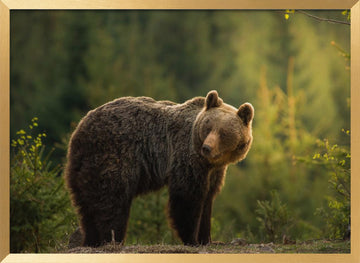Bear in Golden Light | Poster - Gold Frame Interior