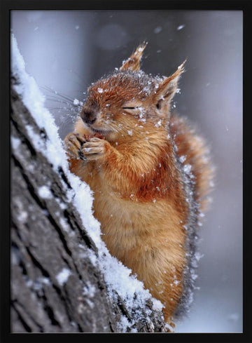 Happy Winter Squirrel | Poster - Black Metal Frame Interior