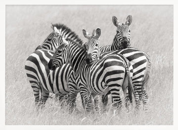 Wild Zebra Herd | Poster - White Frame Interior