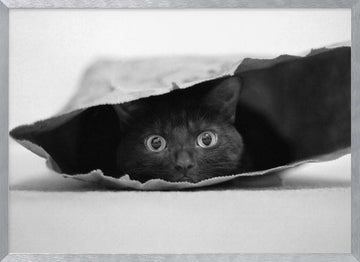 Curious Black Cat | Poster - Silver Frame Interior