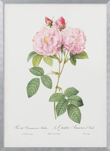Rosa Bifera Officinalis, Les Roses (1817–1824) | Poster - Silver Frame Interior