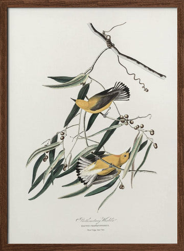Prothonotary Warbler From Birds of America (1827) | Poster - Walnut Frame Interior